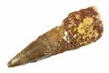 Fossil Spinosaurus Tooth - Real Dinosaur Tooth #353125-1